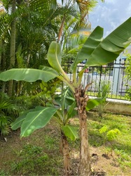 Lorong Marican (D14), Terrace #619541361